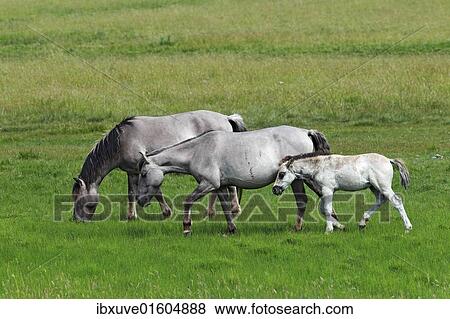 "Konik horses (Equus przewalskii f. caballus), foal, mare and stallion, tarpan or wild horse, backbreeding" View Large Photo Image Stock Photo - "Konik horses (Equus przewalskii f. caballus), foal, mare and stallion, tarpan or wild horse, backbreeding". Fotosearch