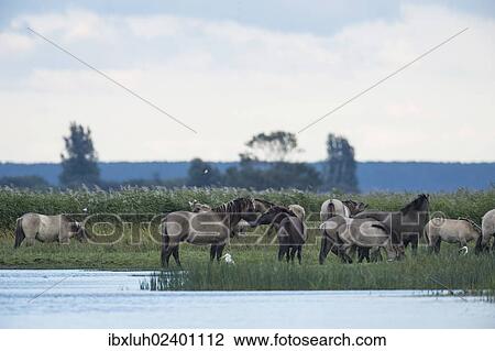 "Konik horses, Lauwersmeer National Park, Friesland, Netherlands, Europe" View Large Photo Image Stock Image - "Konik horses, Lauwersmeer National Park, Friesland, Netherlands, Europe". Fotosearch
