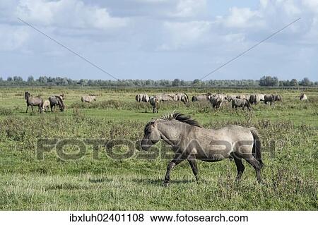 Stock Photo - "Konik horses, Lauwersmeer National Park, Friesland, Netherlands, Europe". Fotosearch