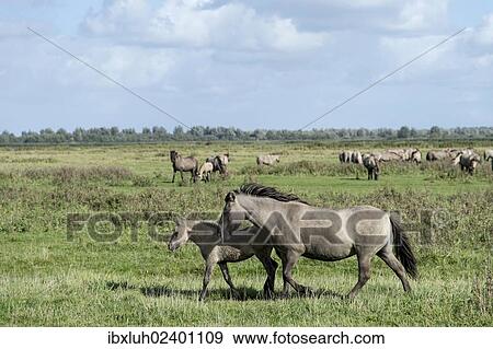 Stock Photo - "Konik horses, Lauwersmeer National Park, Friesland, Netherlands, Europe". Fotosearch