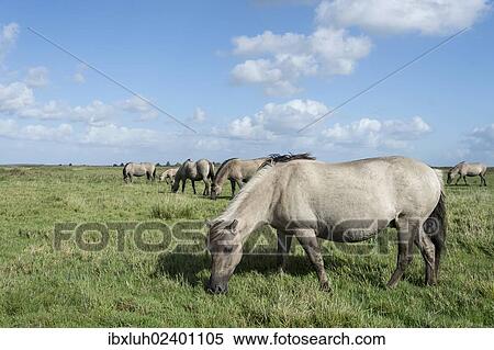 "Konik horses, Lauwersmeer National Park, Friesland, Netherlands, Europe" View Large Photo Image Stock Photography - "Konik horses, Lauwersmeer National Park, Friesland, Netherlands, Europe". Fotosearch