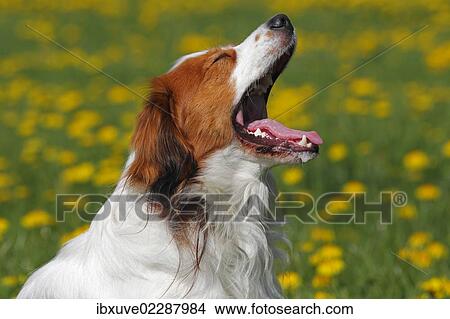 "Kooikerhondje, Kooiker Hound (Canis lupus familiaris), young male dog yawning, domestic dog" View Large Photo Image Picture - "Kooikerhondje, Kooiker Hound (Canis lupus familiaris), young male dog yawning, domestic dog". Fotosearch