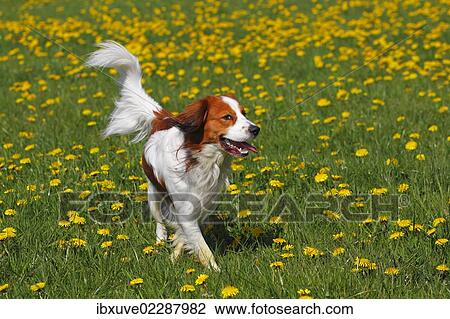 "Kooikerhondje, Kooiker Hound (Canis lupus familiaris), young male dog, domestic dog" View Large Photo Image Stock Image - "Kooikerhondje, Kooiker Hound (Canis lupus familiaris), young male dog, domestic dog". Fotosearch