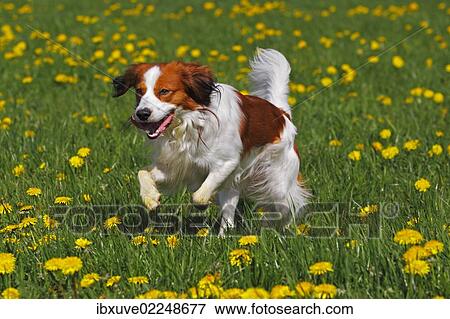 "Kooikerhondje or Kooiker Hound (Canis lupus familiaris), young male dog running across a meadow" View Large Photo Image Stock Photo - "Kooikerhondje or Kooiker Hound (Canis lupus familiaris), young male dog running across a meadow". Fotosearch