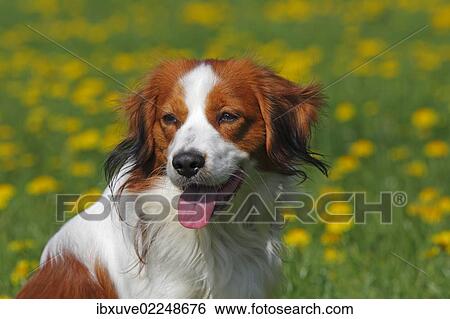 "Kooikerhondje or Kooiker Hound (Canis lupus familiaris), young male dog, portrait" View Large Photo Image Stock Photograph - "Kooikerhondje or Kooiker Hound (Canis lupus familiaris), young male dog, portrait". Fotosearch