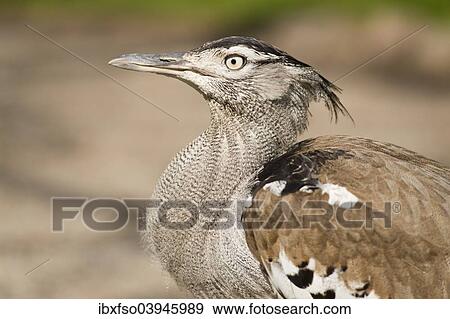 "Kori Bustard (Ardeotis kori), captive, Lower Saxony, Germany, Europe" View Large Photo Image Stock Photo - "Kori Bustard (Ardeotis kori), captive, Lower Saxony, Germany, Europe". Fotosearch