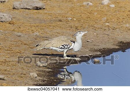 "Kori Bustard (Ardeotis kori) drinking at a waterhole, Etosha National Park, Namibia, Africa" View Large Photo Image Stock Image - "Kori Bustard (Ardeotis kori) drinking at a waterhole, Etosha National Park, Namibia, Africa". Fotosearch