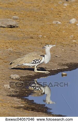 "Kori Bustard (Ardeotis kori) drinking at a waterhole, Etosha National Park, Namibia, Africa" View Large Photo Image Stock Photograph - "Kori Bustard (Ardeotis kori) drinking at a waterhole, Etosha National Park, Namibia, Africa". Fotosearch