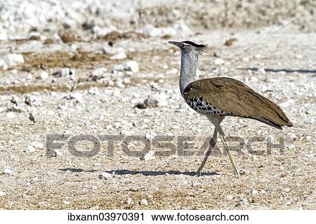 "Kori Bustard (Ardeotis kori), Etosha National Park, Namibia, Africa" View Large Photo Image Stock Image - "Kori Bustard (Ardeotis kori), Etosha National Park, Namibia, Africa". Fotosearch