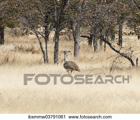 Stock Image - "Kori Bustard (Ardeotis kori), Etosha National Park, Namibia, Africa". Fotosearch