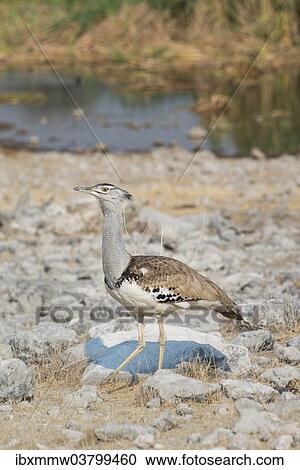 "Kori Bustard (Ardeotis kori), Etosha National Park, Namibia, Africa" View Large Photo Image Stock Image - "Kori Bustard (Ardeotis kori), Etosha National Park, Namibia, Africa". Fotosearch