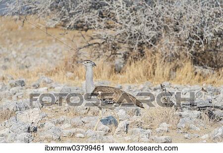 "Kori Bustard (Ardeotis kori), Etosha National Park, Namibia, Africa" View Large Photo Image Stock Image - "Kori Bustard (Ardeotis kori), Etosha National Park, Namibia, Africa". Fotosearch