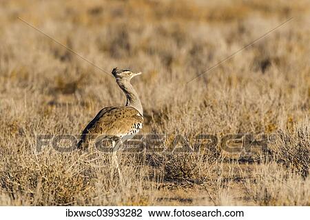 "Kori Bustard (Ardeotis kori), Etosha National Park, Namibia, Africa" View Large Photo Image Stock Image - "Kori Bustard (Ardeotis kori), Etosha National Park, Namibia, Africa". Fotosearch