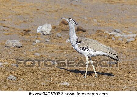 "Kori Bustard (Ardeotis kori), Etosha National Park, Namibia, Africa" View Large Photo Image Stock Image - "Kori Bustard (Ardeotis kori), Etosha National Park, Namibia, Africa". Fotosearch