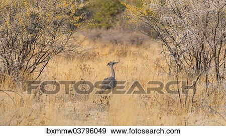 "Kori Bustard (Ardeotis kori), Etosha National Park, Namibia, Africa" View Large Photo Image Stock Photo - "Kori Bustard (Ardeotis kori), Etosha National Park, Namibia, Africa". Fotosearch