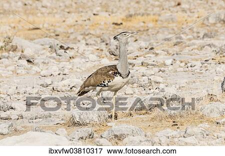 "Kori Bustard (Ardeotis kori), Etosha National Park, Namibia, Africa" View Large Photo Image Stock Photo - "Kori Bustard (Ardeotis kori), Etosha National Park, Namibia, Africa". Fotosearch