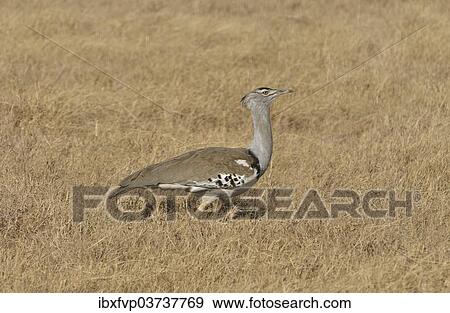"Kori Bustard (Ardeotis kori) in the Ngorongoro Crater, Ngorongoro Conservation Area, Tanzania, Africa" View Large Photo Image Stock Photo - "Kori Bustard (Ardeotis kori) in the Ngorongoro Crater, Ngorongoro Conservation Area, Tanzania, Africa". Fotosearch