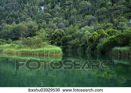 "Krka river with reeds, Krka National Park, Skradin, Sibenik-Knin, Dalmatia, Croatia, Europe" View Large Photo Image Stock Photograph - "Krka river with reeds, Krka National Park, Skradin, Sibenik-Knin, Dalmatia, Croatia, Europe". Fotosearch
