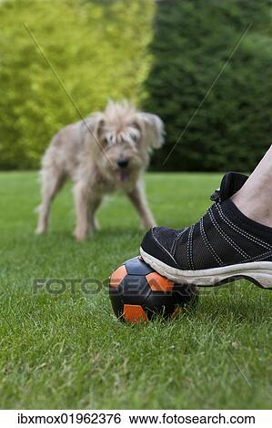 Kromfohrlaender and Irish Terrier Mix looking expectantly at a ball under a foot View Large Photo Image Stock Photograph - Kromfohrlaender and Irish Terrier Mix looking expectantly at a ball under a foot. Fotosearch