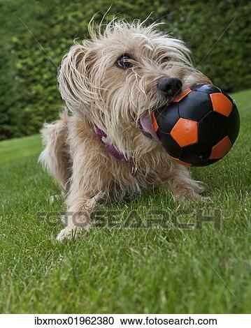 Kromfohrlaender and Irish Terrier playing with a ball View Large Photo Image Stock Image - Kromfohrlaender and Irish Terrier playing with a ball. Fotosearch