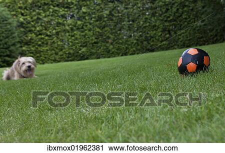 Kromfohrlaender and Irish Terrier hybrid dog lying expectantly next to a ball View Large Photo Image Stock Image - Kromfohrlaender and Irish Terrier hybrid dog lying expectantly next to a ball. Fotosearch