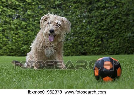 Kromfohrlaender and Irish Terrier hybrid dog sitting expectantly next to a ball View Large Photo Image Stock Photo - Kromfohrlaender and Irish Terrier hybrid dog sitting expectantly next to a ball. Fotosearch