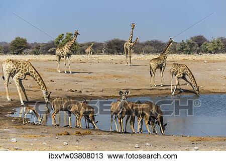 "Kudus (Tragelaphus strepsiceros) and giraffes (Giraffa camelopardalis) at Chudob waterhole, Etosha National Park, Namibia, Africa" View Large Photo Image Stock Image - "Kudus (Tragelaphus strepsiceros) and giraffes (Giraffa camelopardalis) at Chudob waterhole, Etosha National Park, Namibia, Africa". Fotosearch