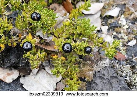 Stock Photo - "Kukaenene (Coprosma ernodeoides), berries, Mauna Ulu, Hawaii Volcanoes National Park, Big Island, Hawaii, USA". Fotosearch