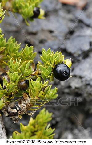 Stock Photography - "Kukaenene (Coprosma ernodeoides), berries, Mauna Ulu, Hawaii Volcanoes National Park, Big Island, Hawaii, USA". Fotosearch