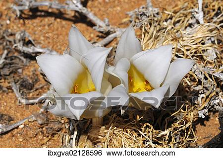 "Kukumakranka (Gethyllis namaquensis), Goegap Nature Reserve, Namaqualand, South Africa, Africa" View Large Photo Image Stock Photograph - "Kukumakranka (Gethyllis namaquensis), Goegap Nature Reserve, Namaqualand, South Africa, Africa". Fotosearch