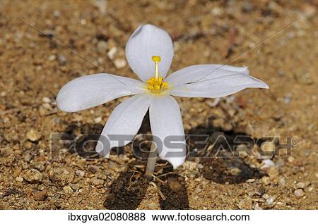 "Kukumakranka, Koekemakranka, or Kroekemakrank (Gethyllis verticillata), Goegap Nature Reserve, Namaqualand, South Africa, Africa" View Large Photo Image Stock Photo - "Kukumakranka, Koekemakranka, or Kroekemakrank (Gethyllis verticillata), Goegap Nature Reserve, Namaqualand, South Africa, Africa". Fotosearch
