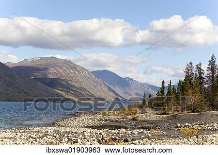 "Kusawa Lake, mountains behind, Indian summer, leaves in fall colours, autumn, Yukon Territory, Canada, North America" View Large Photo Image Stock Image - "Kusawa Lake, mountains behind, Indian summer, leaves in fall colours, autumn, Yukon Territory, Canada, North America". Fotosearch