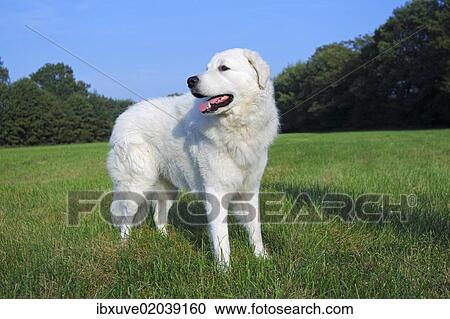 "Kuvasz (Canis lupus familiaris), male, livestock guardian dog" View Large Photo Image Stock Image - "Kuvasz (Canis lupus familiaris), male, livestock guardian dog". Fotosearch