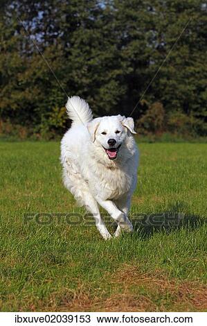 Stock Image - "Kuvasz (Canis lupus familiaris), running, male, livestock guardian dog". Fotosearch