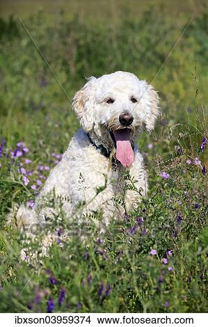 "Labradoodle, adult, male, on meadow, Germany, Europe" View Large Photo Image Picture - "Labradoodle, adult, male, on meadow, Germany, Europe". Fotosearch