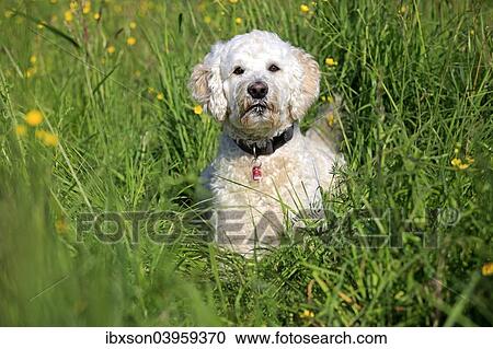 "Labradoodle, adult, male, on meadow, Germany, Europe" View Large Photo Image Stock Image - "Labradoodle, adult, male, on meadow, Germany, Europe". Fotosearch