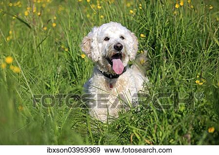 "Labradoodle, adult, male, on meadow, Germany, Europe" View Large Photo Image Stock Photo - "Labradoodle, adult, male, on meadow, Germany, Europe". Fotosearch