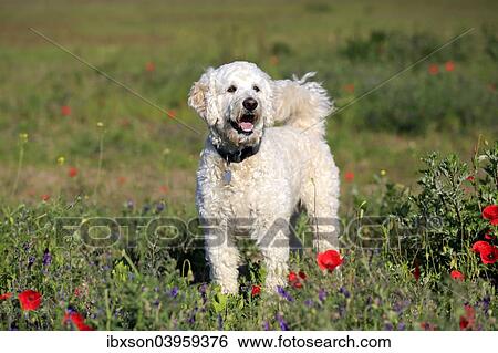 "Labradoodle, adult, male, on meadow, Germany, Europe" View Large Photo Image Stock Photograph - "Labradoodle, adult, male, on meadow, Germany, Europe". Fotosearch
