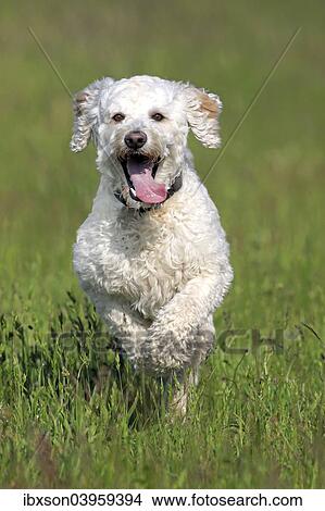 "Labradoodle, adult, male, running on grass, Germany, Europe" View Large Photo Image Picture - "Labradoodle, adult, male, running on grass, Germany, Europe". Fotosearch
