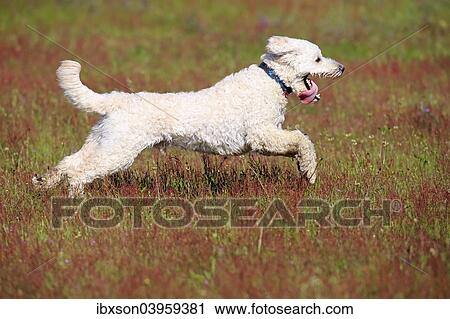 "Labradoodle, adult, male, running on grass, Germany, Europe" View Large Photo Image Stock Image - "Labradoodle, adult, male, running on grass, Germany, Europe". Fotosearch