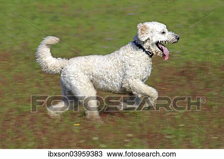 "Labradoodle, adult, male, running on grass, Germany, Europe" View Large Photo Image Stock Image - "Labradoodle, adult, male, running on grass, Germany, Europe". Fotosearch
