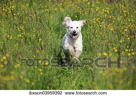 Stock Image - "Labradoodle, adult, male, running on grass, Germany, Europe". Fotosearch