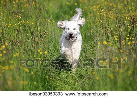 "Labradoodle, adult, male, running on grass, Germany, Europe" View Large Photo Image Stock Image - "Labradoodle, adult, male, running on grass, Germany, Europe". Fotosearch