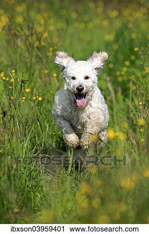 Stock Image - "Labradoodle, adult, male, running on grass, Germany, Europe". Fotosearch