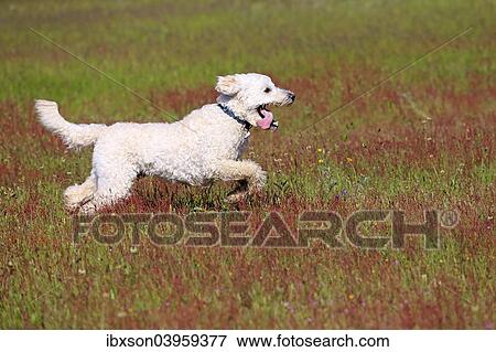 Stock Photo - "Labradoodle, adult, male, running on grass, Germany, Europe". Fotosearch