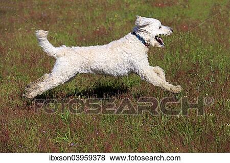 "Labradoodle, adult, male, running on grass, Germany, Europe" View Large Photo Image Stock Photo - "Labradoodle, adult, male, running on grass, Germany, Europe". Fotosearch