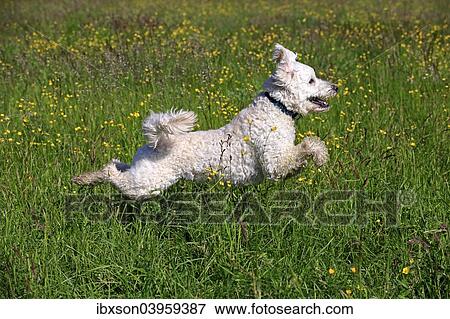 "Labradoodle, adult, male, running on grass, Germany, Europe" View Large Photo Image Stock Photo - "Labradoodle, adult, male, running on grass, Germany, Europe". Fotosearch