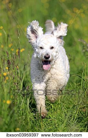 "Labradoodle, adult, male, running on grass, Germany, Europe" View Large Photo Image Stock Photo - "Labradoodle, adult, male, running on grass, Germany, Europe". Fotosearch