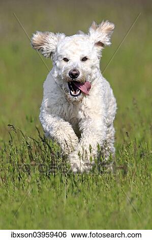 Stock Photograph - "Labradoodle, adult, male, running on grass, Germany, Europe". Fotosearch