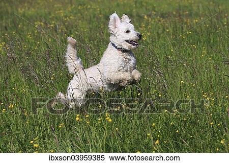 "Labradoodle, adult, male, running on grass, Germany, Europe" View Large Photo Image Stock Photography - "Labradoodle, adult, male, running on grass, Germany, Europe". Fotosearch